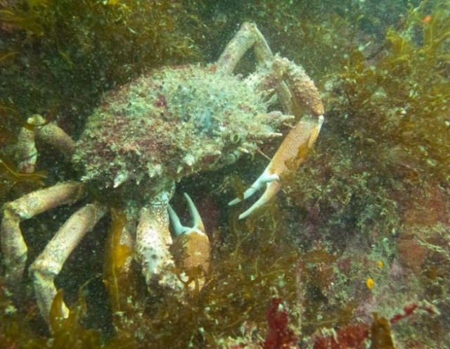  Habitanle de los fondos marinos en Morbihan 